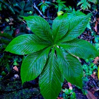 Arisaema leschenaultii Blume